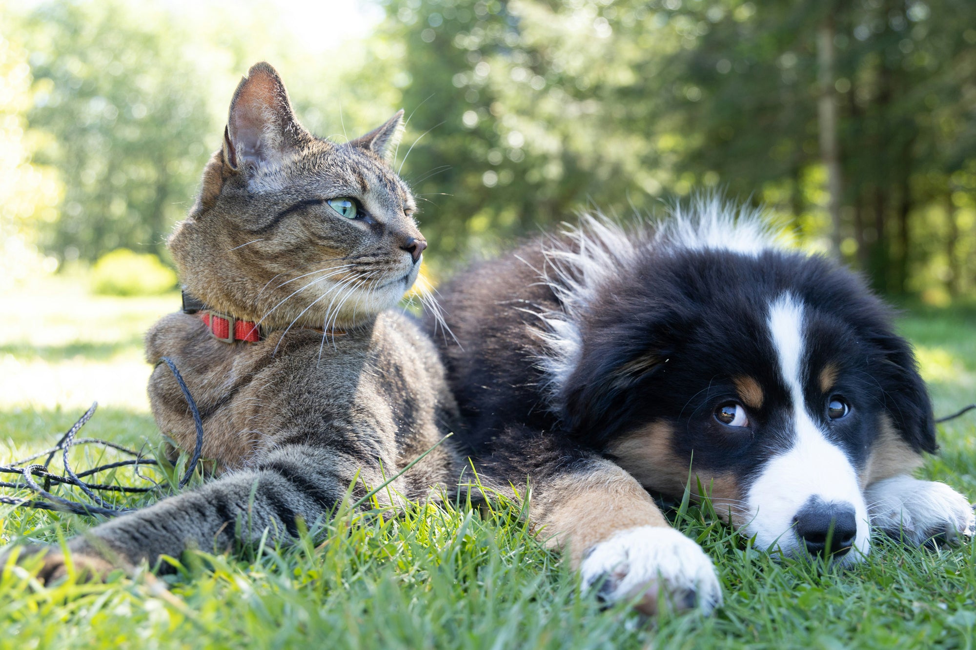 Beloved Pets: Understanding Pet Memorial Products