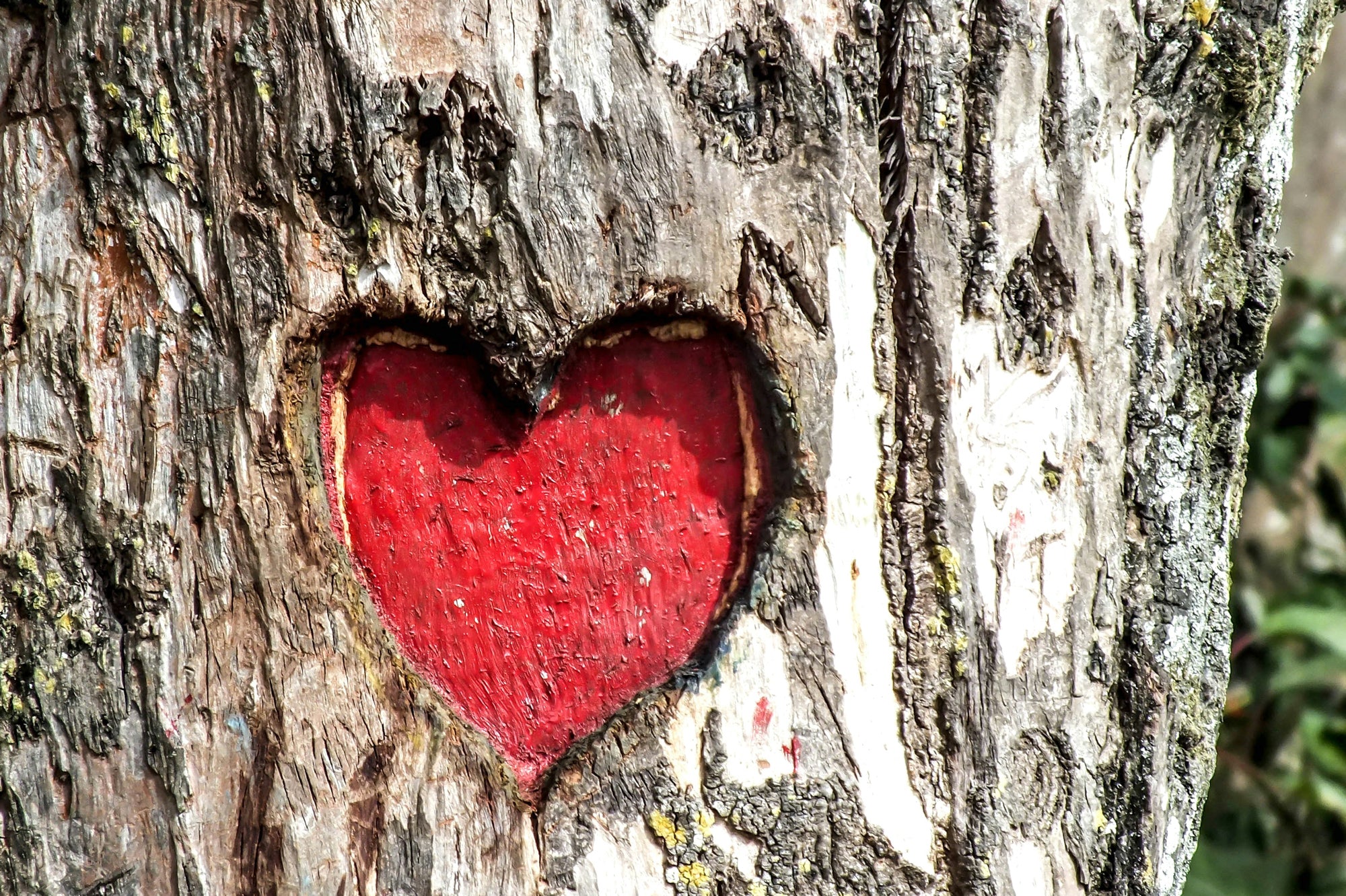 The Significance of the Color Red: Exploring Its Meanings and Impact